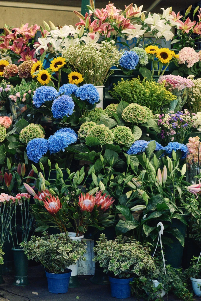 Colorful flower market display with hydrangeas, sunflowers, lilies and proteas at a Milano flower stall