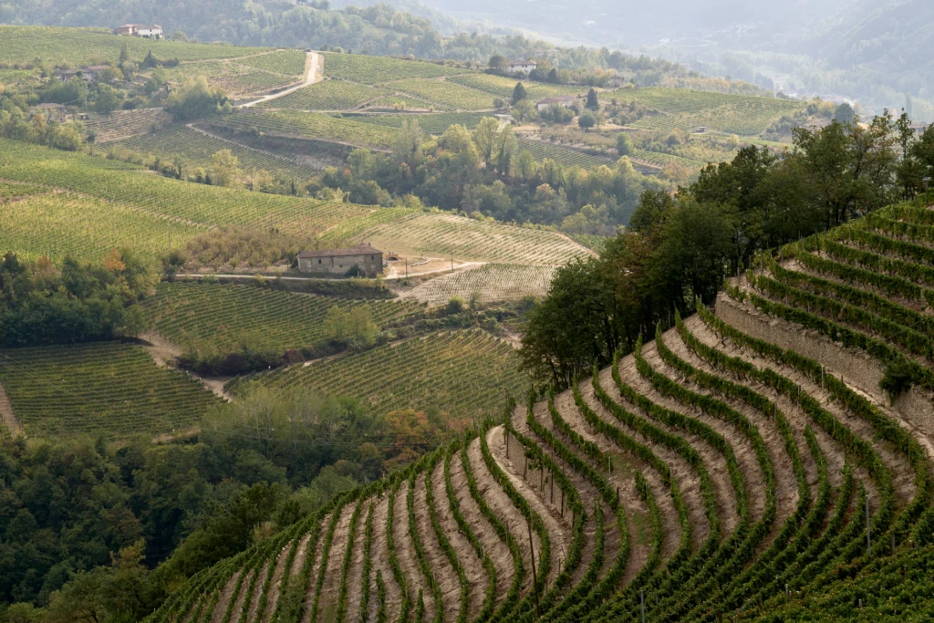 Aerial view of scattered stone farmhouses amid the patchwork vineyard parcels of the Belbo valley