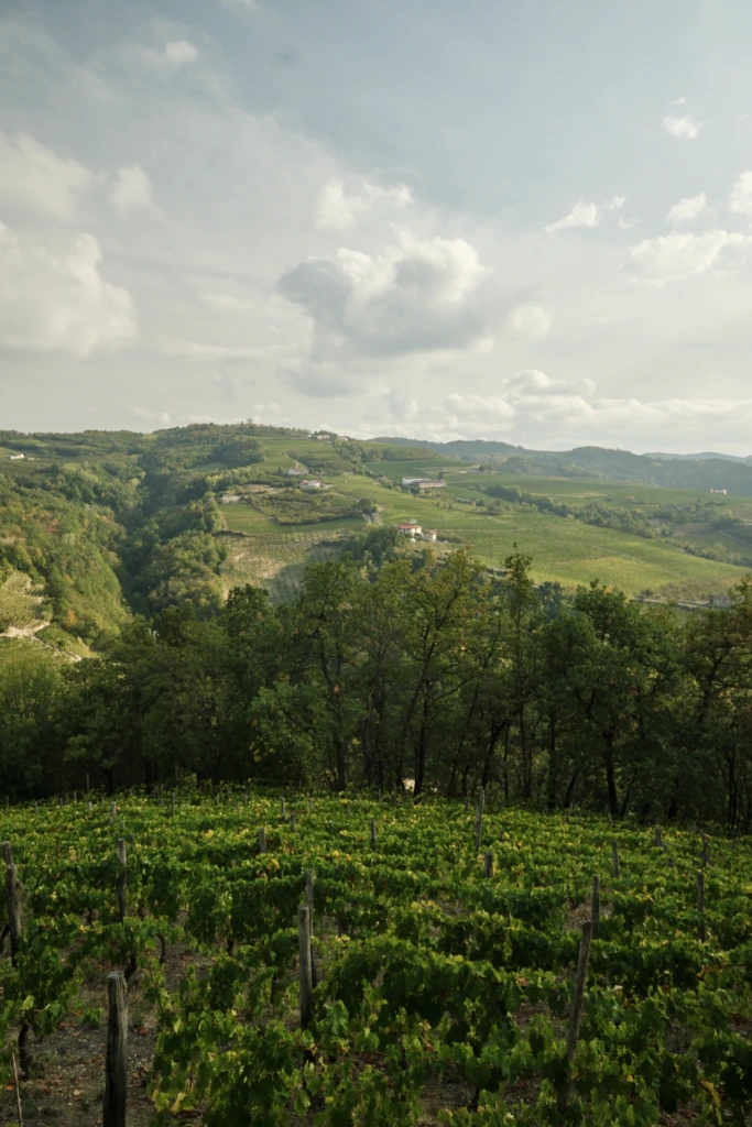 Rolling vineyard terraces beneath a dramatic, sunbeam-streaked sky