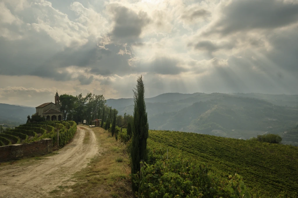 Terraced vineyard rows curving down the hillside beneath a cloud-heavy sky