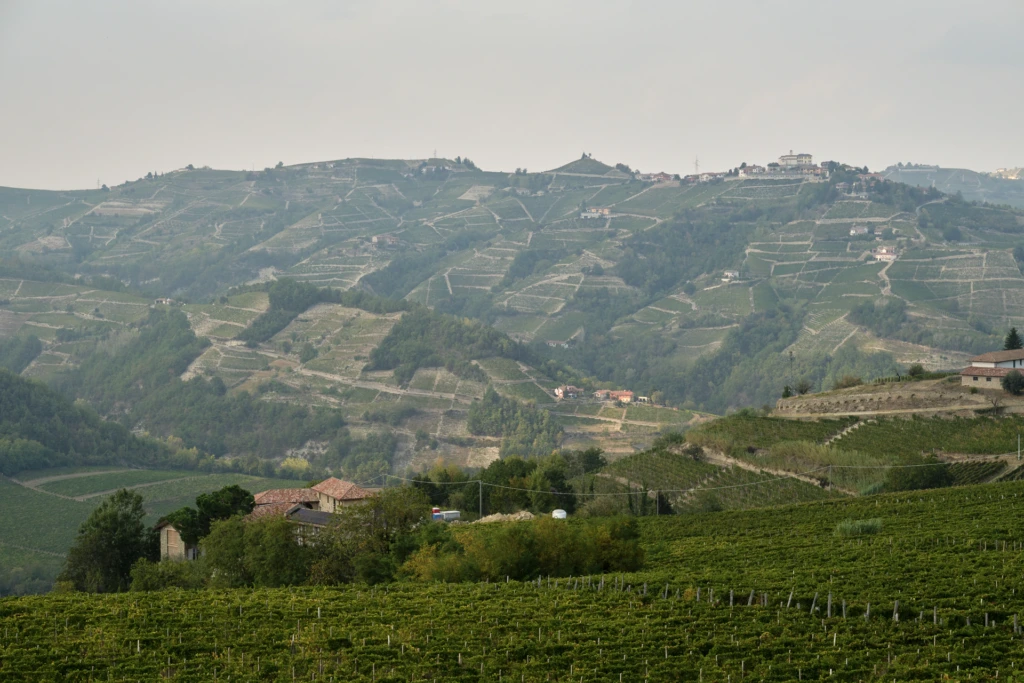 Aerial drone view of terraced vineyard rows tracing the contour of the hill