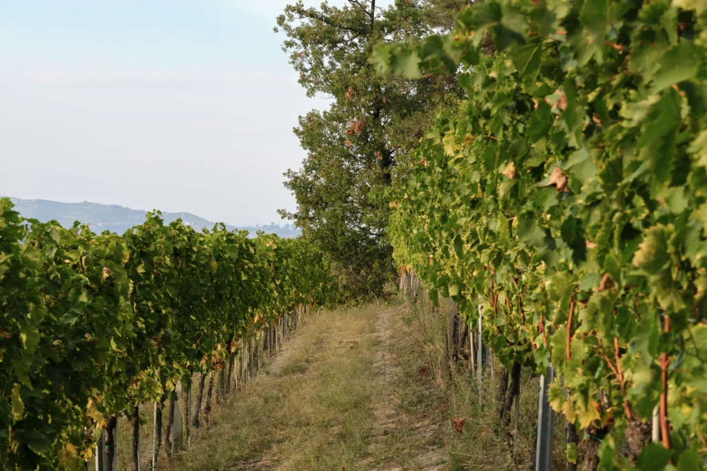 Terraced vineyard rows glowing in late-afternoon light beneath cloud cover
